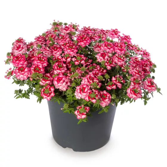 Lanai® Twister™ Hot Lips
