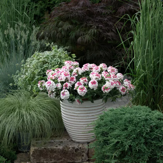 Lanai® Twister™ Pink