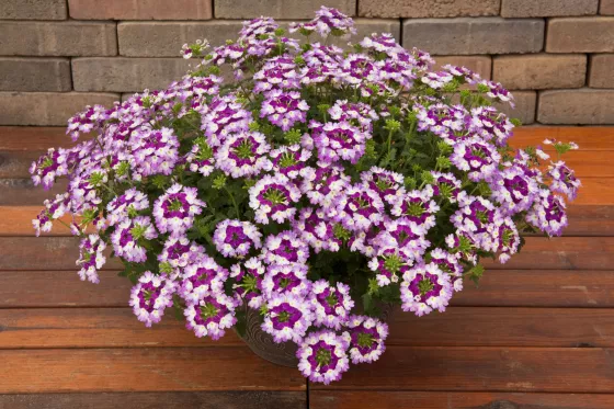 Lanai® Twister™ Purple