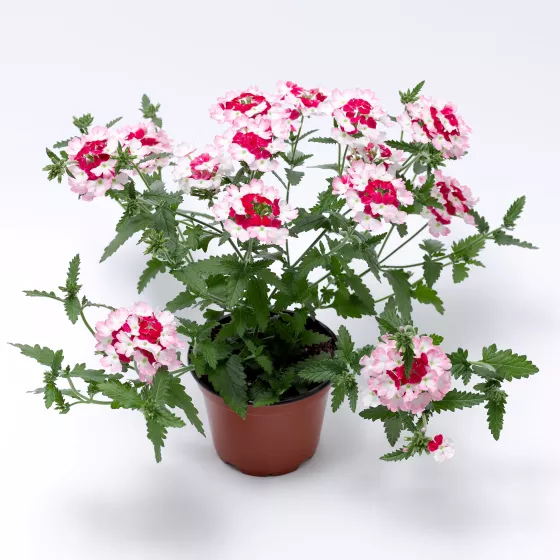 Lanai® Twister™ Red