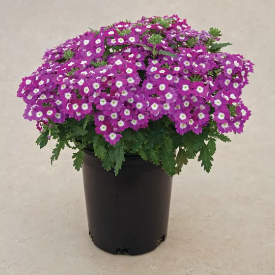 Lanai® Upright Blue with Eye