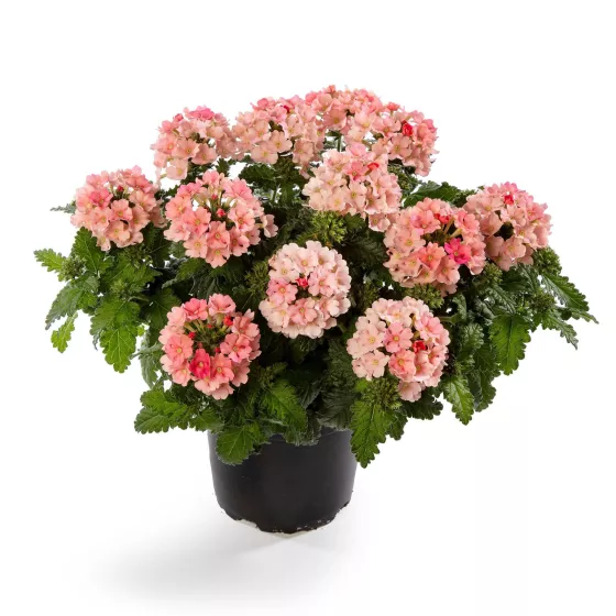 Lanai® Upright Peach