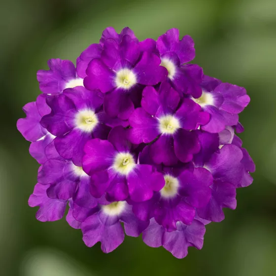 Lanai® Upright Purple with Eye