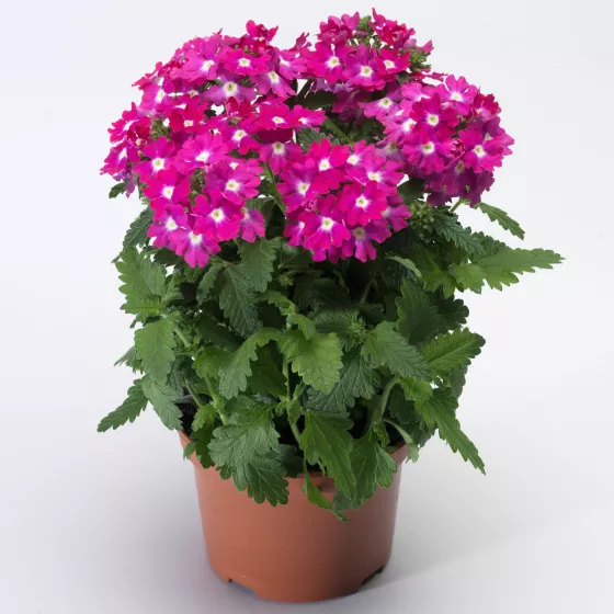 Lanai® Upright Rose with Eye