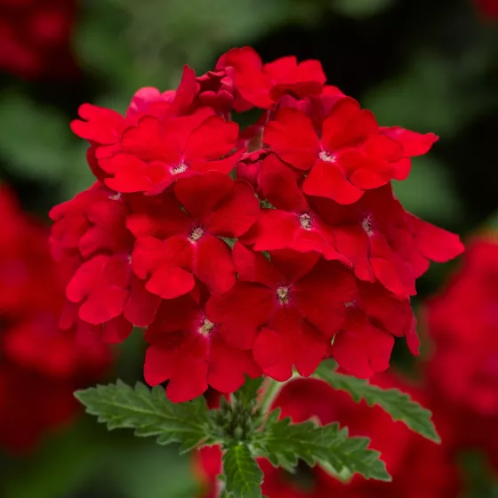 Lanai® Upright Scarlet