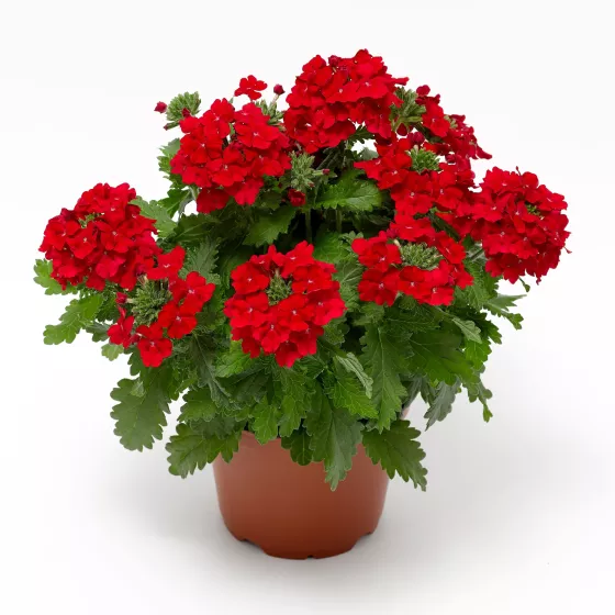 Lanai® Upright Scarlet