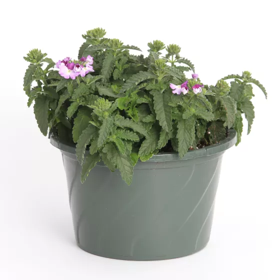 Lanai® Upright Twister™  Purple