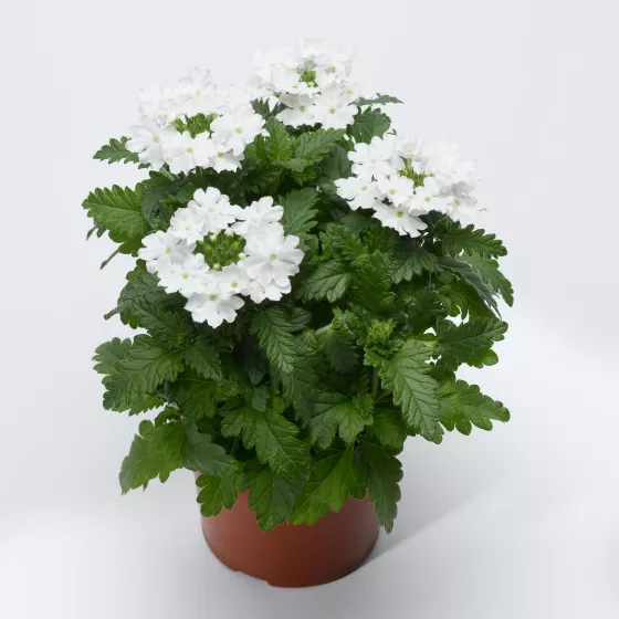 Lanai® Upright White