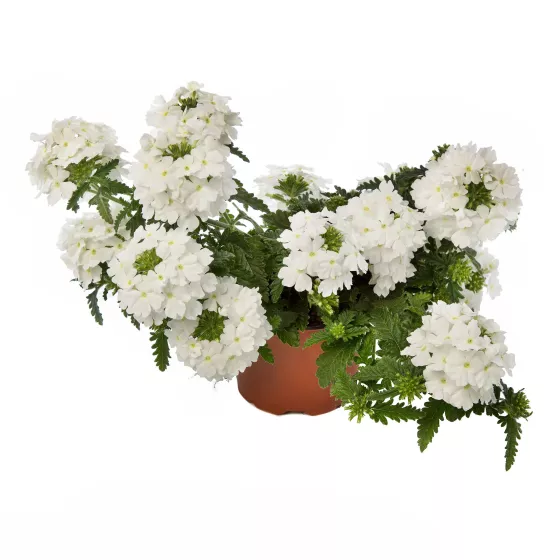 Lanai® White
