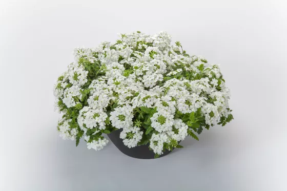 Lanai® White