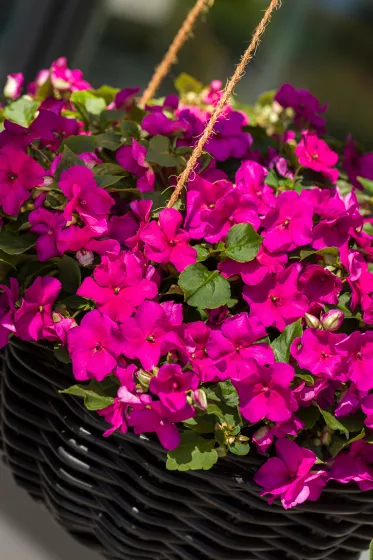 Imara® XDR Purple