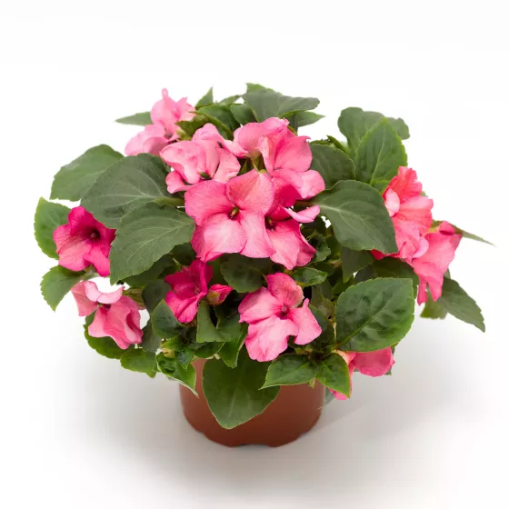 Imara® XDR Pink
