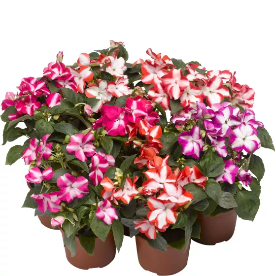 Accent™ Star Mix