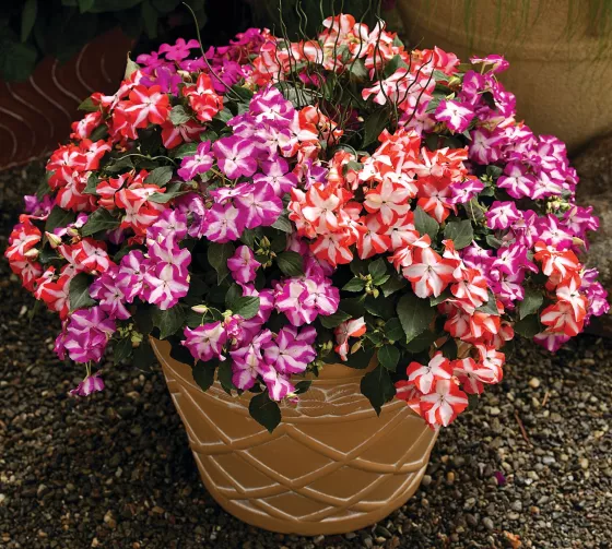 Accent™ Star Mix