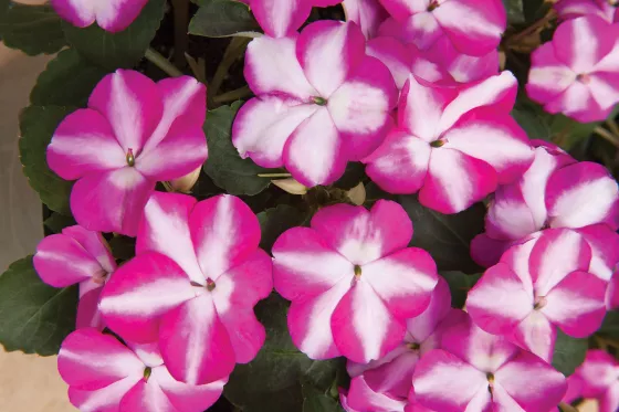 Accent™ Premium Violet Star