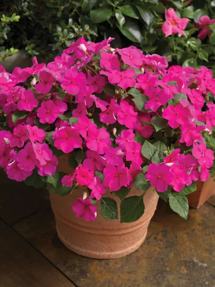 Accent™ Premium Rose
