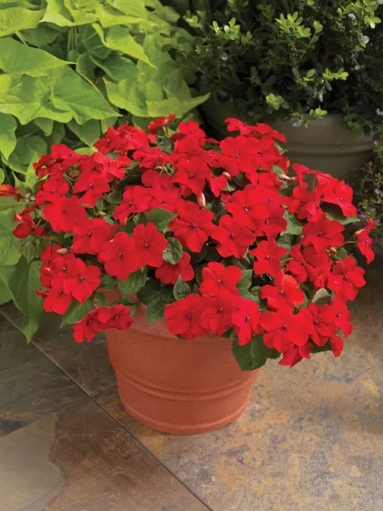 Accent™ Premium Red