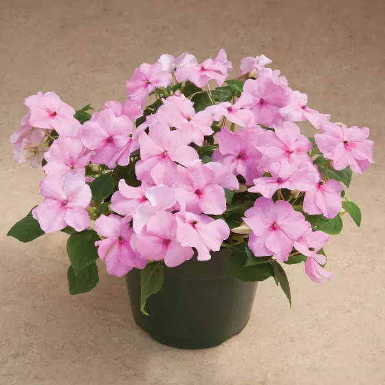 Accent™ Premium Pink