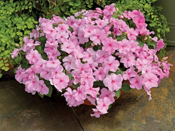 Accent™ Premium Pink