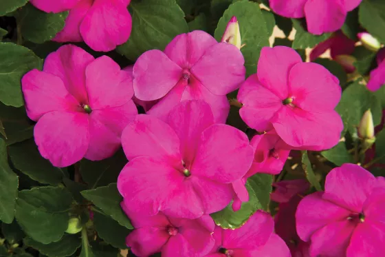 Accent™ Premium Lilac