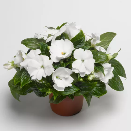 Florific® White
