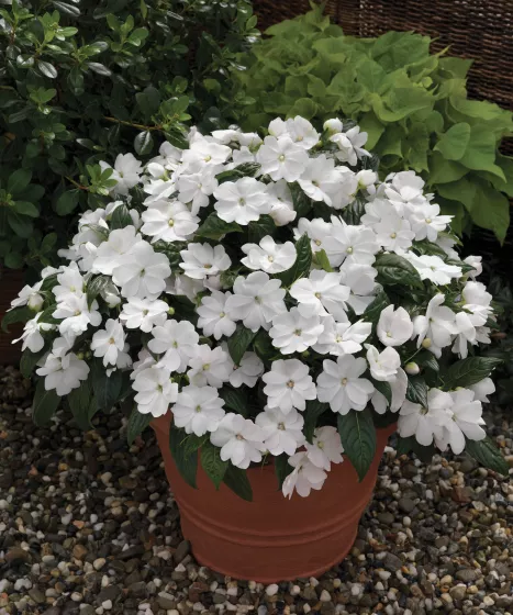 Florific® White