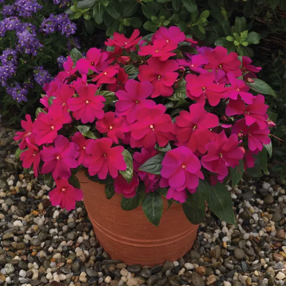Florific® Violet
