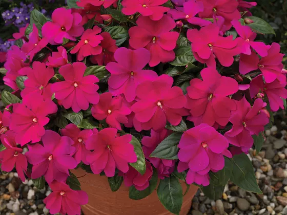 Florific® Violet