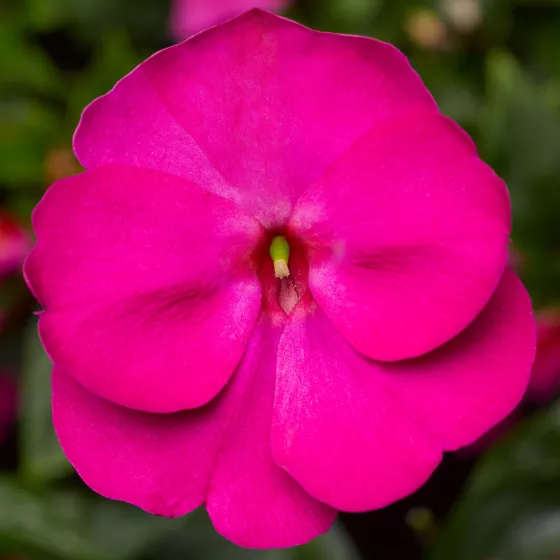 Florific® Violet
