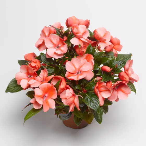 Florific® Sweet Orange