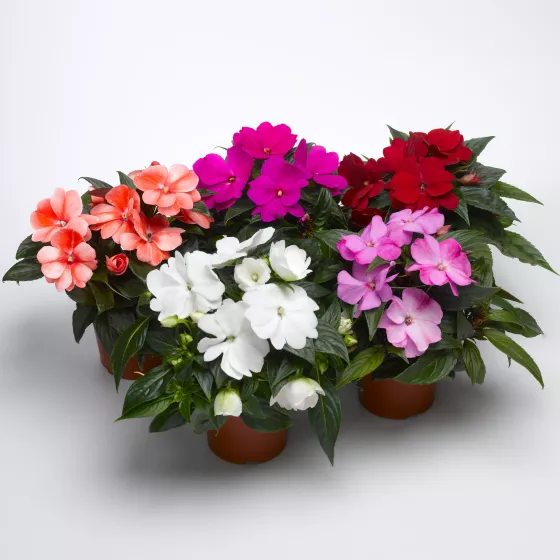 Florific® Mix