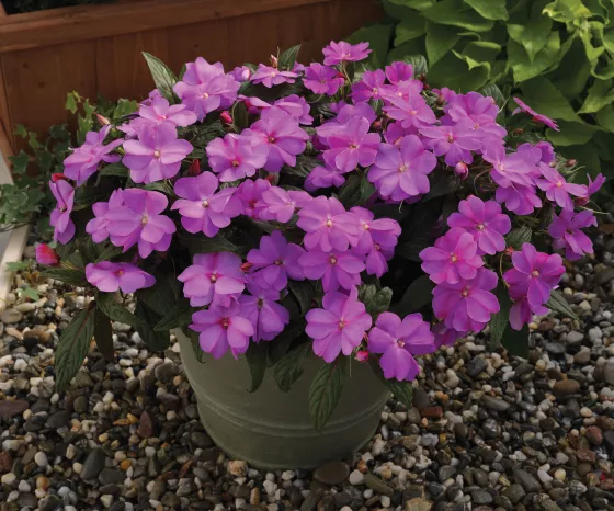 Florific® Lavender