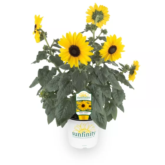 Sunfinity® Yellow Dark Center