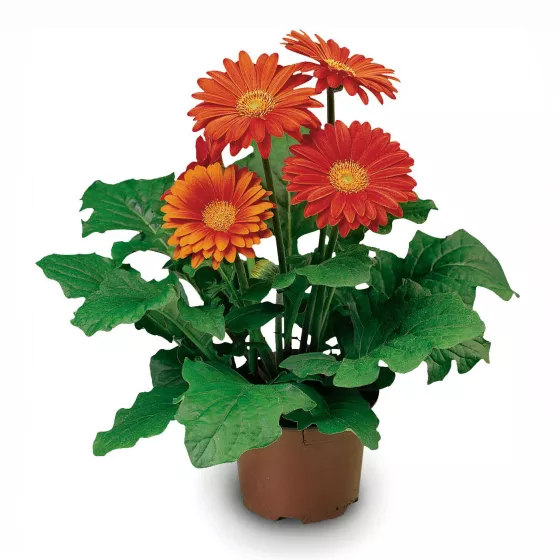 Jaguar™ Deep Orange
