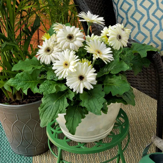 Bengal™ White