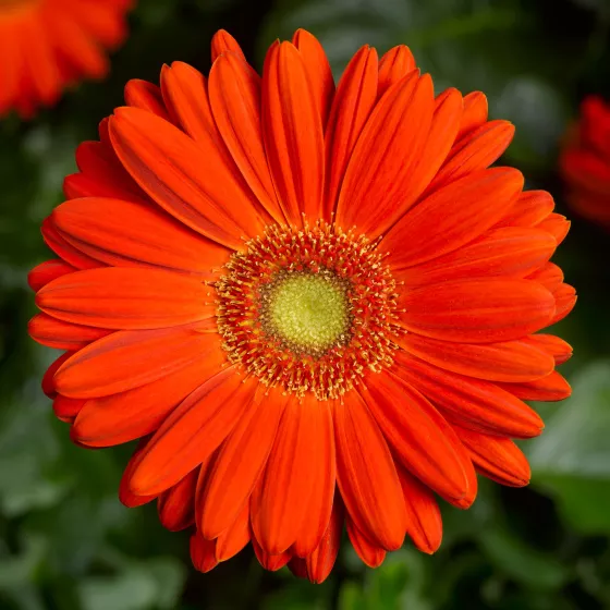 Bengal™ Orange