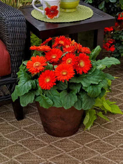 Bengal™ Orange