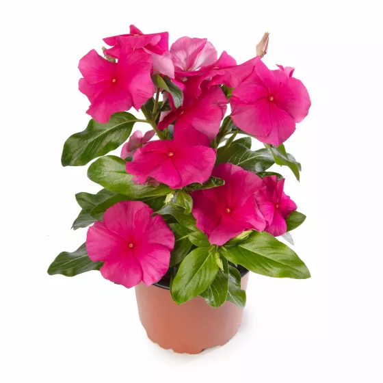 Cora® XDR Rose Punch | Syngenta Flowers