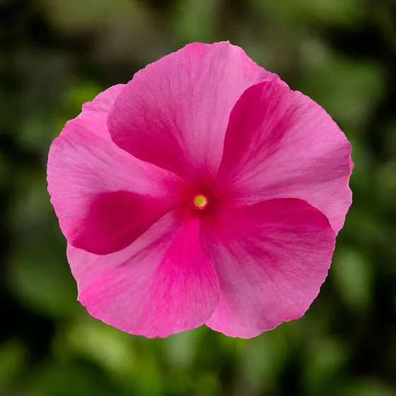 Cora® XDR Rose Punch
