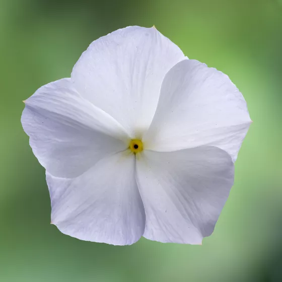 Cora® XDR White