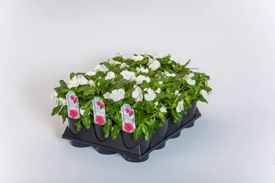 Cora® XDR White