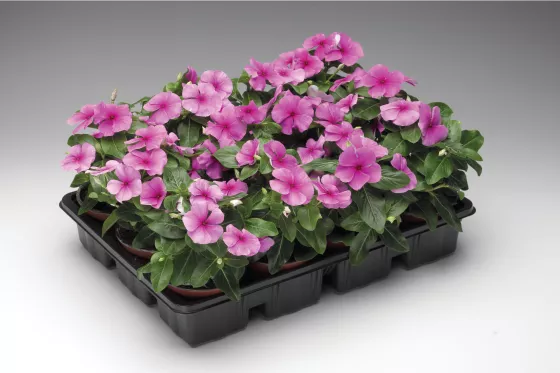 SunStorm® Deep Lilac
