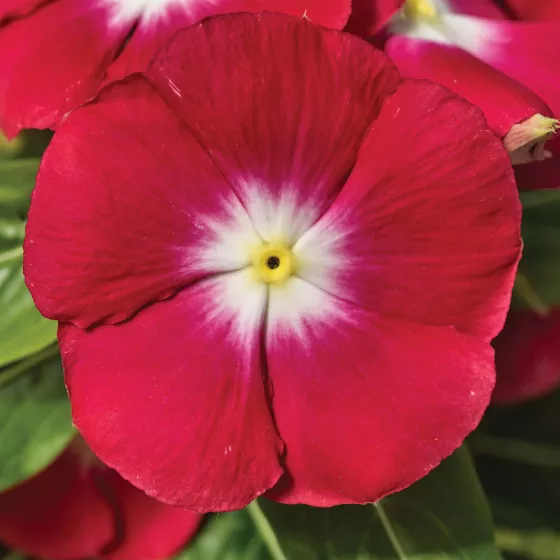 SunStorm® Red Halo