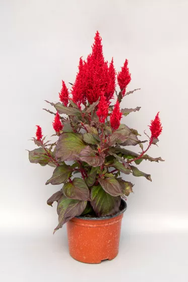 Bright Sparks™ Bright Red Bronze Leaf