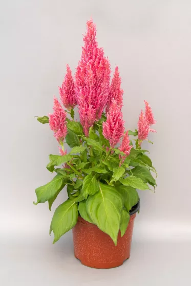 Bright Sparks™ Pink