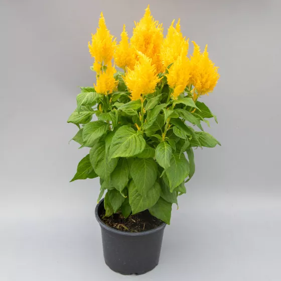 Bright Sparks™ Yellow