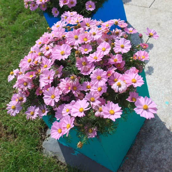 Apollo™ Pink