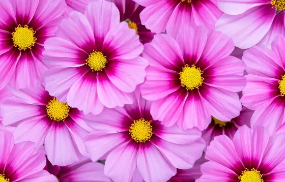 Apollo™ Pink Blush