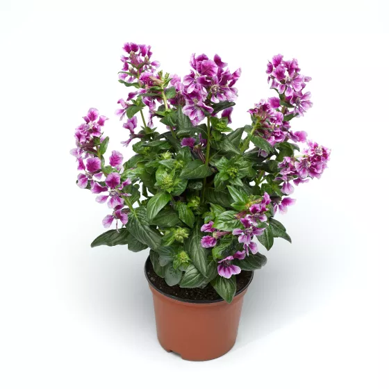 Sriracha™ Lavender Bicolor