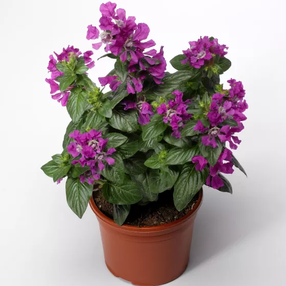Sriracha™ Violet